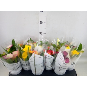 Zantedeschia   ...mix