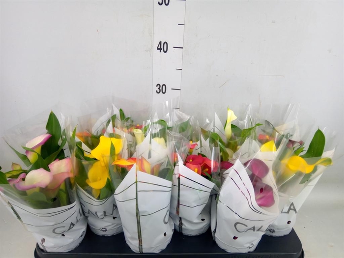 <h4>Zantedeschia ...mix</h4>