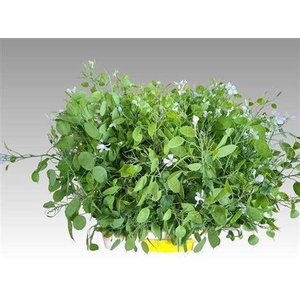 Lunaria Ann Groene P