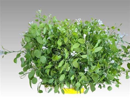 <h4>Lunaria Ann Groene P</h4>
