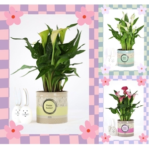 Zantedeschia mix in P&PURE Louise 4 mix with Easter sleeve