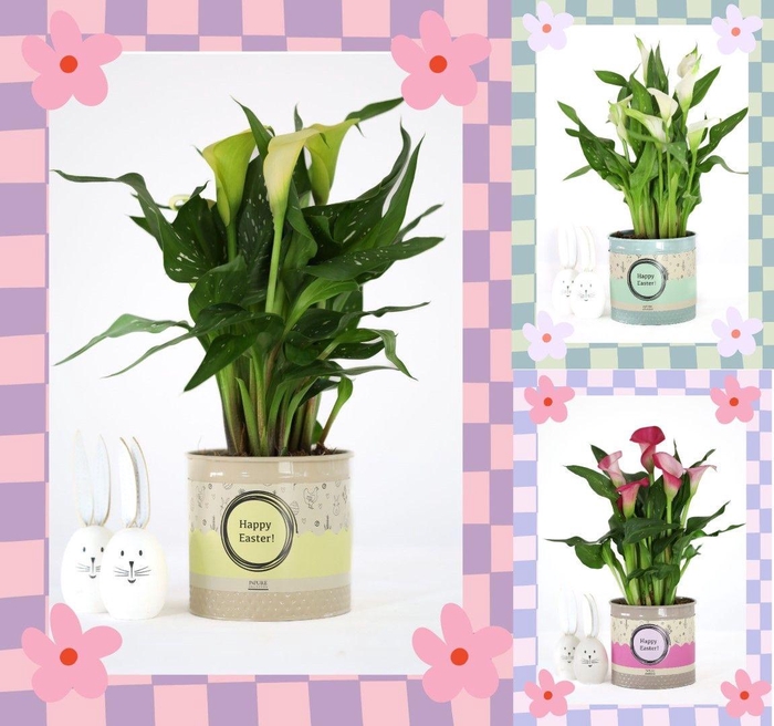<h4>Zantedeschia mix in P&PURE Louise 4 mix met cadeau wikkel!</h4>