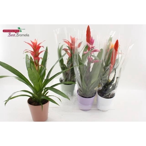 BROMELIA GEM