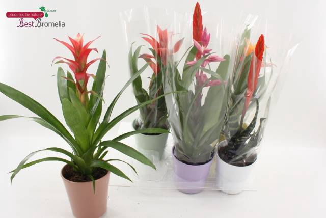 <h4>BROMELIA GEM</h4>