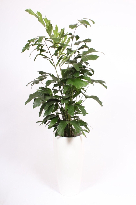 <h4>Caryota mitis in Santorini pot "wit"</h4>