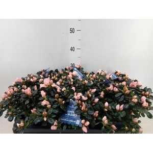 Rhododendron sim. 'Hor Chris Matto'