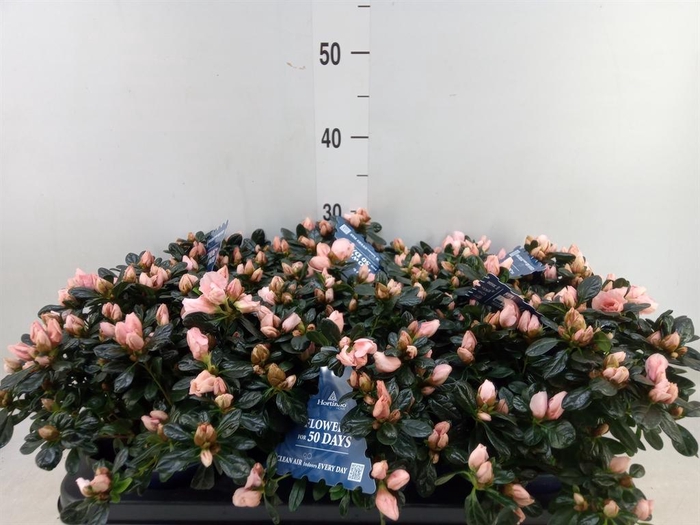 Rhododendron sim. 'Hor Chris Matto'