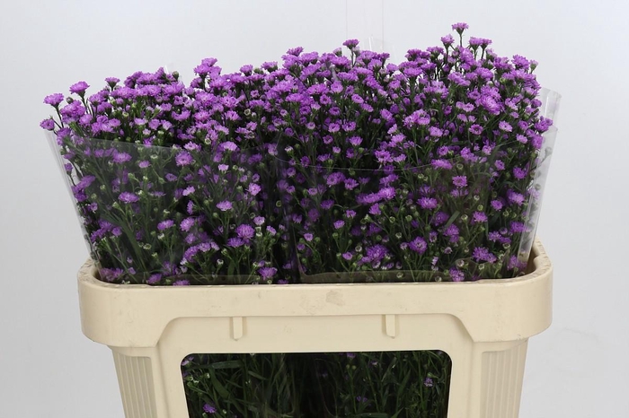 <h4>Aster Baby Pink</h4>