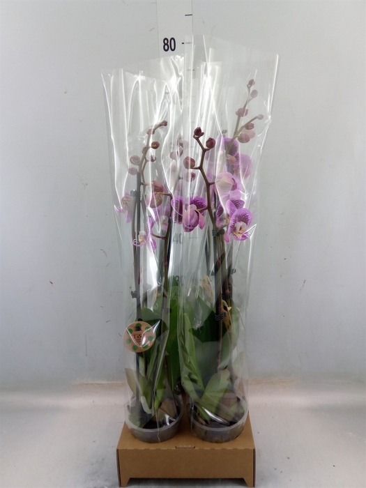 <h4>Phalaenopsis   ...</h4>