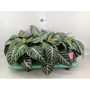 Aphelandra squar. 'Dania'