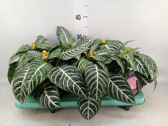 <h4>Aphelandra squar. 'Dania'</h4>