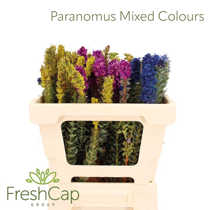 <h4>Paranomus Mixed Colours</h4>