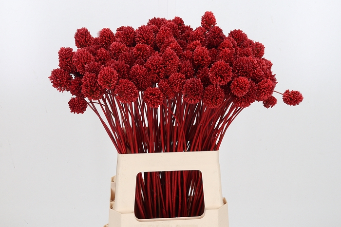 <h4>Allium Sphaero Kl Bh Rood</h4>