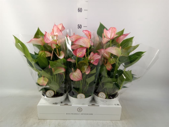 <h4>Anthurium andr. 'Livium Red'</h4>