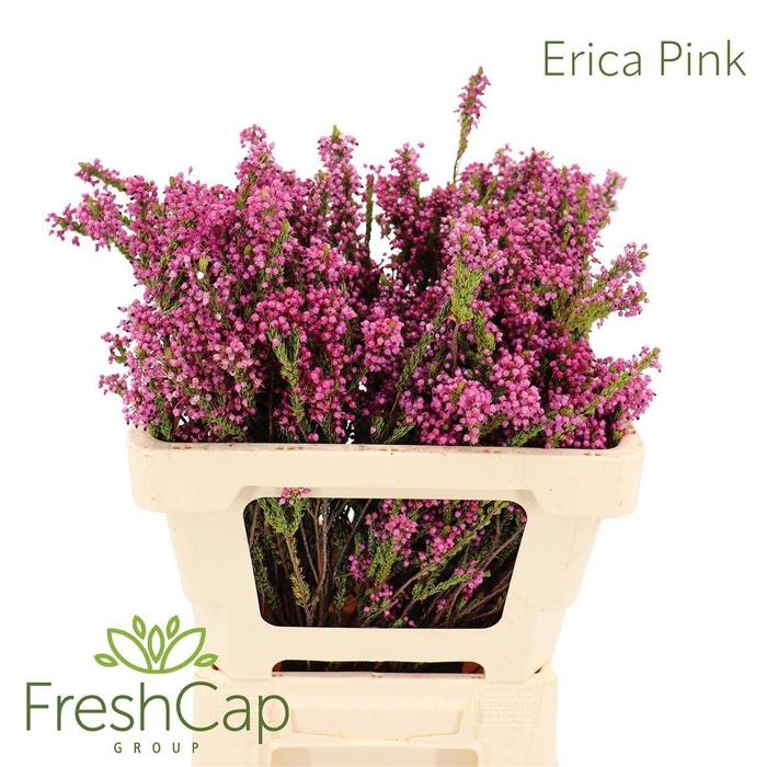 <h4>ERICA CORIFOLIA</h4>