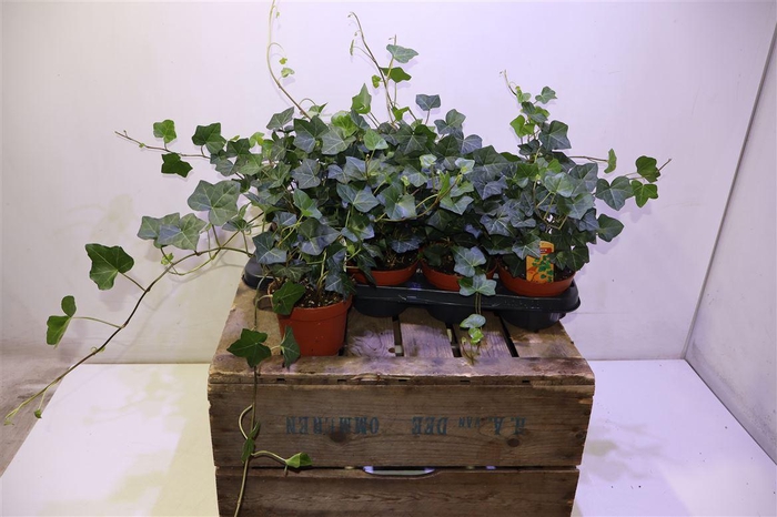 <h4>Hede Hibernica</h4>