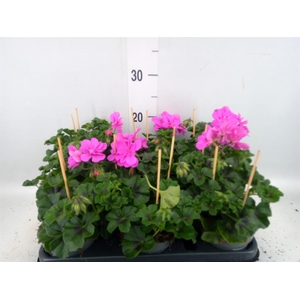 Pelargonium pelt.   ...