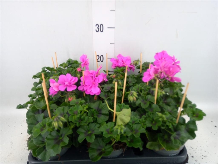 <h4>Pelargonium pelt.   ...</h4>