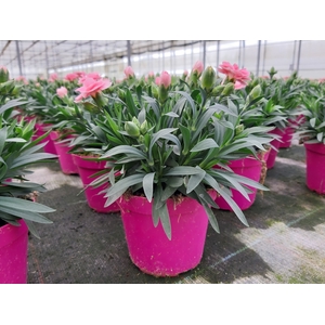 Dianthus caryophyllus