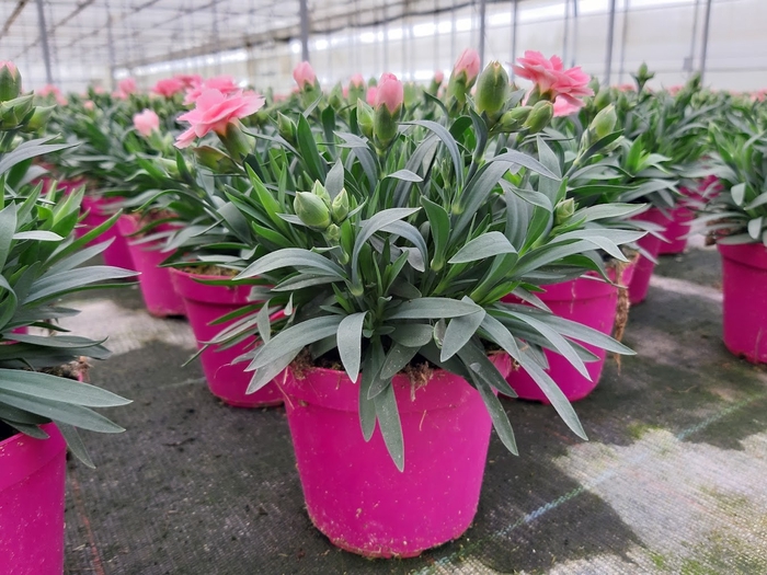 <h4>Dianthus caryophyllus</h4>