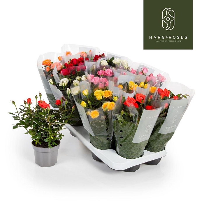 <h4>Rosa Kordana Gemengd</h4>