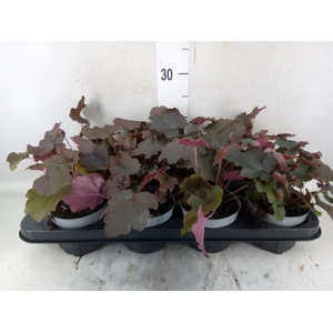 Heuchera micrantha 'Palace Purple'