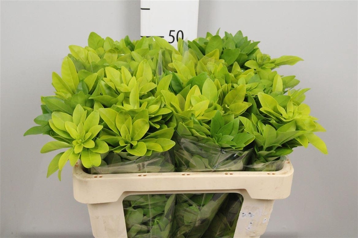 <h4>Choisya Te Lich</h4>