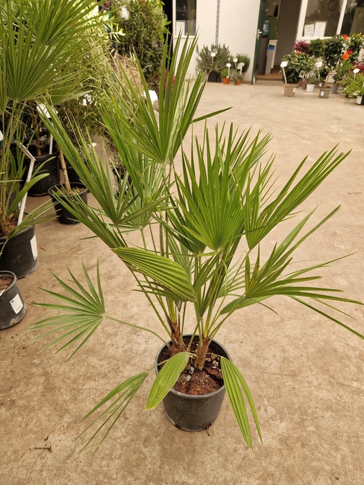 <h4>CHAM HUMILIS</h4>