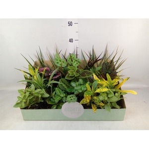 Planten  ..mix