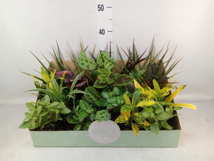 <h4>Planten  ..mix</h4>