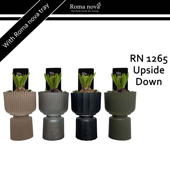 <h4>1265 - Upside Down (Hyacint)</h4>