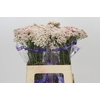 Ozothamnus Cooks Tall Pink