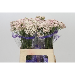 Ozothamnus Cooks Tall Pink