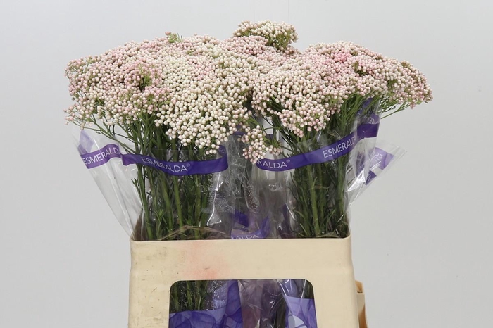 Ozothamnus Cooks Tall Pink