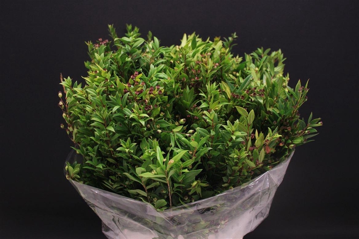 <h4>Myrthe Met Bes</h4>