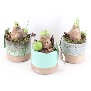 arr4 Amaryllis MB - Ker. luxe cilin. 338/8