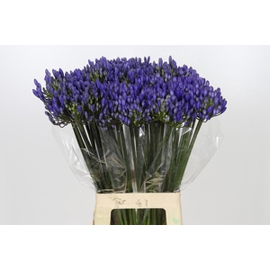 Agapanthus EYFORI Blue