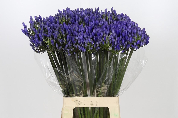 <h4>Agapanthus EYFORI Blue</h4>