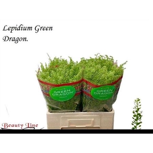Lep Vi Green Dragon