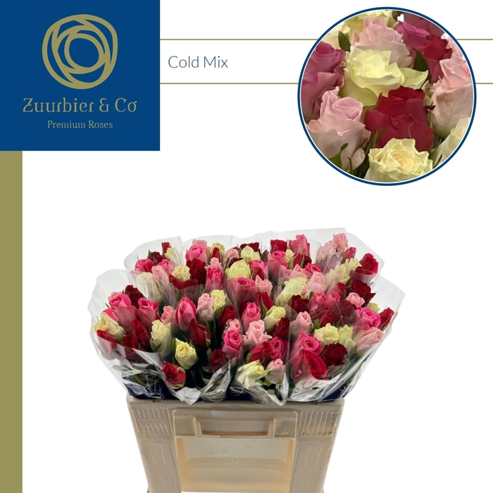 <h4>COLD MIX 50</h4>