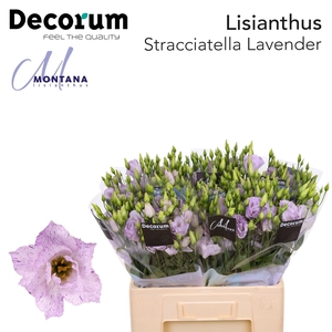 Lisianthus Stracciatella lavender 60cm