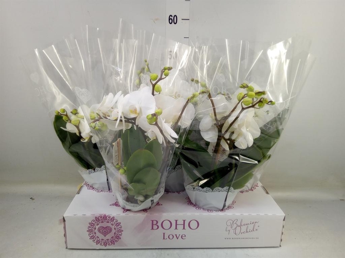 <h4>Phalaenopsis   ...white</h4>