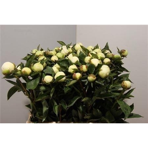 Paeonia duchess de nemours