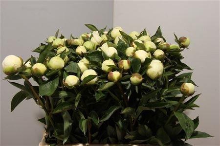<h4>Paeonia duchess de nemours</h4>