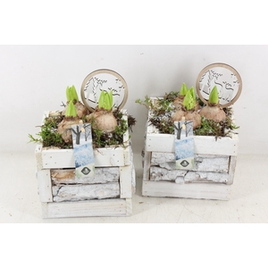 arr4 Hyacint JS - Hout kist 4kant bschors