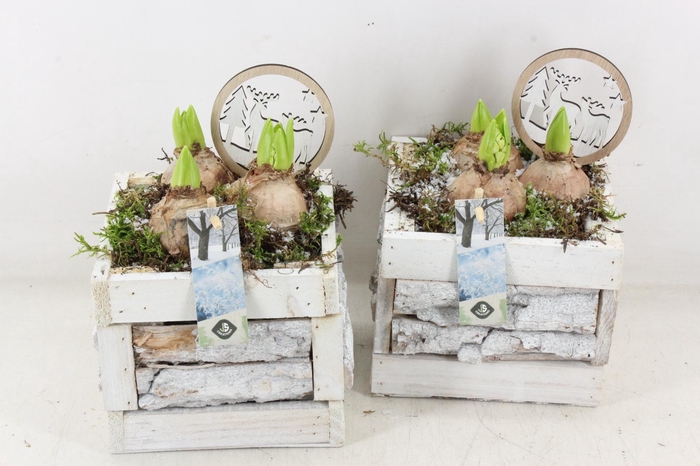 <h4>arr4 Hyacint JS - Hout kist 4kant bschors</h4>