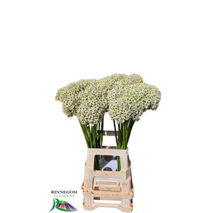 ALLIUM NIGRUM