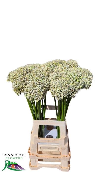 <h4>ALLIUM NIGRUM</h4>