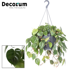 Philodendron scandens XXL