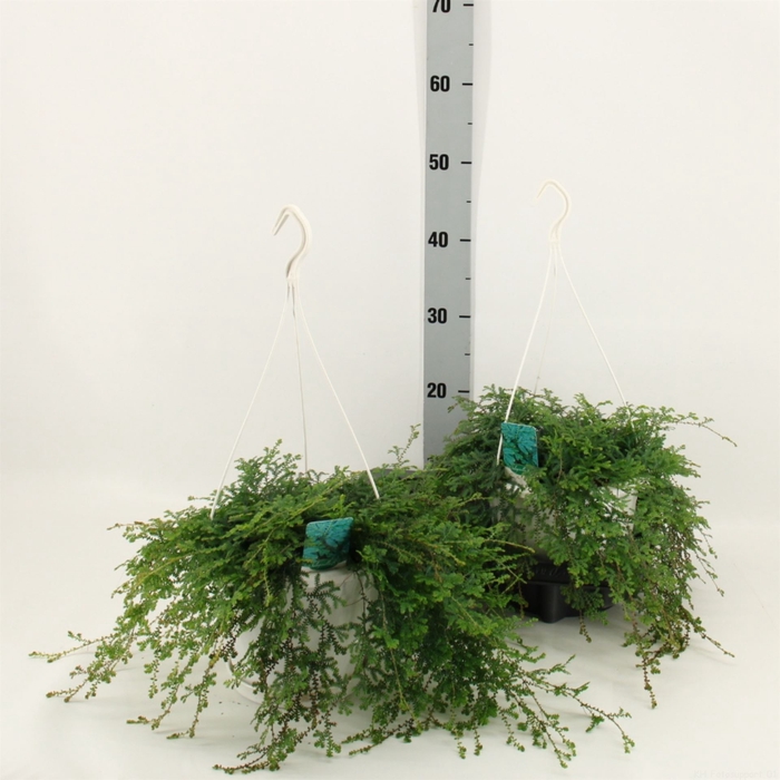 <h4>Selaginella uncinata 'Peacock'</h4>